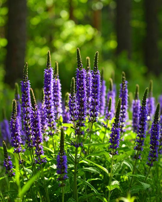Foto Aceite esencial Patchouli - 10 ml