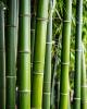 Foto BAMBOO - Perfume para interior