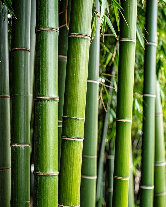 Foto BAMBOO - Perfume para interior