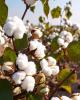 Foto BLANC  - Spray de textiles