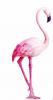 Foto Figurita de flamingo para tartas