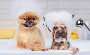 El servicio de peluquería canina