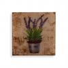 Foto CUADRO CRISTAL LAVANDA 30X30 - Referencia: 20231439