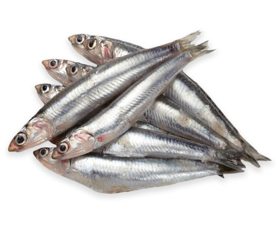 Foto BOQUERON ENTERO MEDITERRANEO 40/45 ,1X4