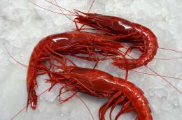 BRILLANTE Nº2 DIMAROSA 12/16 PZA.