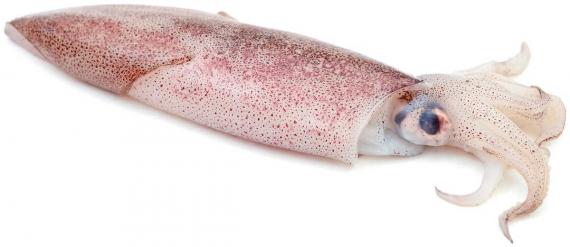 Foto CALAMAR MARROC (M) ENV.Caja 10 kg.