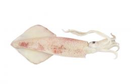 CALAMAR (P) MARROC.1X6