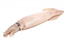 CALAMAR PATAGONICO ENT BLOC 10/13 CM,C4 1x5 aprox