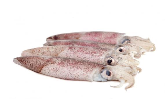 Foto CALAMAR PATAGONICO 4L 12/16 CM.Caja 5 kg Aprox.