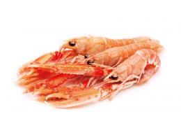 CIGALA ESCOCIA SEAWORK Nº2 16/20 Caja 1.5 kg.1X4