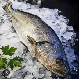 CORVINA DE CULTIVO 4000/+