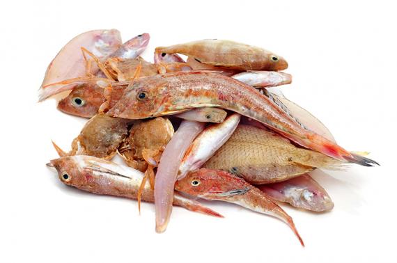 Foto MORRALLA PESCADO,Caja 5 kg.