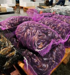 CLOCHINA VIVA TARRAGONA,MALLA 5 KG.