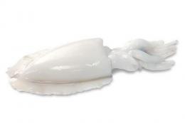 SEPIA LIMPIA IQF 2/4 INDIA.Caja 6 kg.