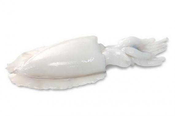 Foto SEPIA LIMPIA IQF 2/4 INDIA.Caja 6 kg.