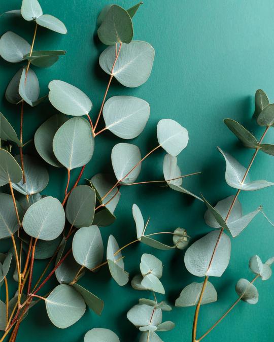 Fotó Eukaliptusz illóolaj - 10 ml