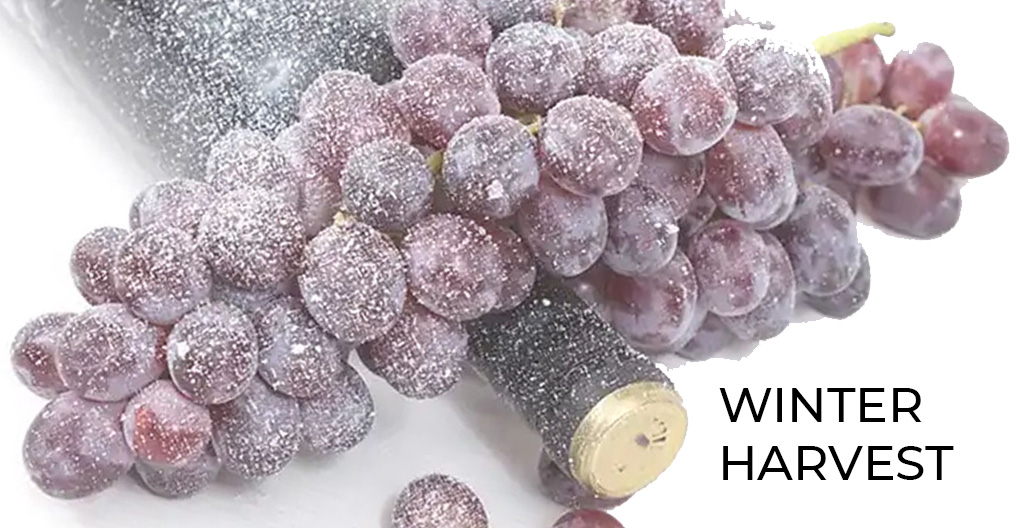 Winter Harvest – Der Elixier des Nordwinds: Das Geheimnis des Weins, der den Winter bewahrt