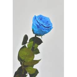 ROSA AZUL