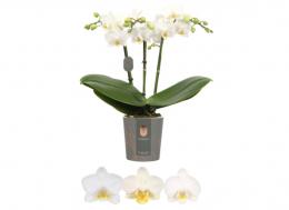 Orquidea, blanco