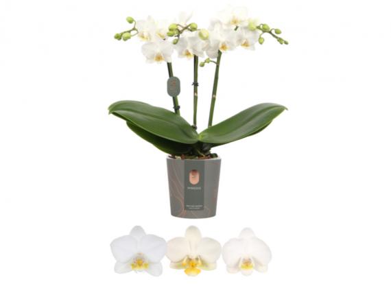 Foto Orquidea, blanco