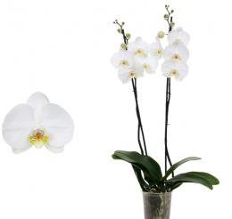 Orquidea 2 tallos, blanco