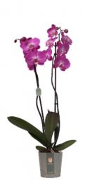 Orquidea 2 tallos, azul