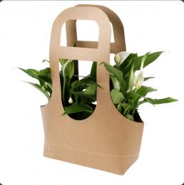 Regalo plantas interior