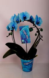 Orquidea, azul