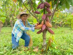 OFERTA DE CACAO COLOMBIANO
