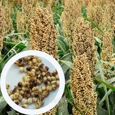 White Sorghum in Ukraine: Current Overview (2025)