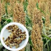 White Sorghum in Ukraine: Current Overview (2025)