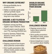 Organic Soybeans from Ukraine: Market Trends & Trade Insights