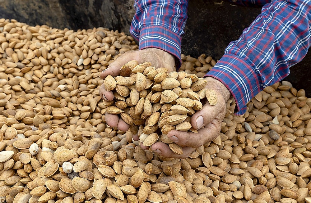  La recogida de la almendra en Albacete entra en su fase final