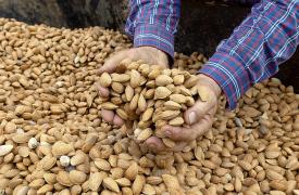  La recogida de la almendra en Albacete entra en su fase final