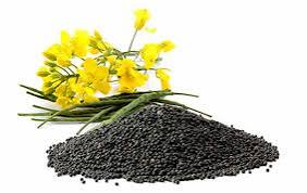 Ukraine's Rapeseed Exports in 2024/25 Drop to Lowest Level in Three Years