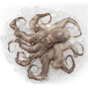 Octopus