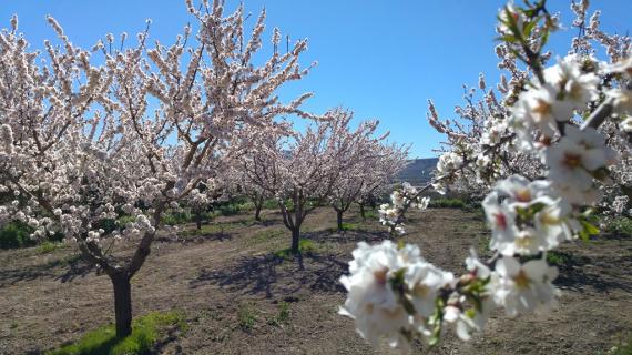 Foto Syrové mandle s kůrou