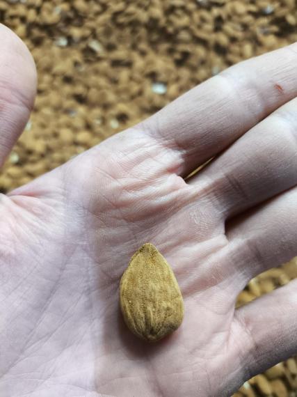 Foto Almendras sueltas - Crudas, de primera calidad | Sabor fresco, cultivo común, sabor original