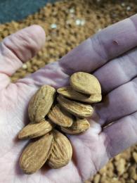 Almendras sueltas - Crudas, de primera calidad | sabor fresco, cultivo común, original