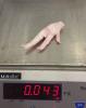 Foto Chicken feet