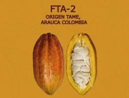 the cocoa of  Araucano Tame  variety refers