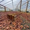 Foto The cocoa of the  Araucano Tame  variety refers
