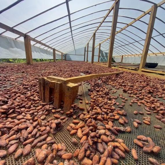 Foto The cocoa of the  Araucano Tame  variety refers