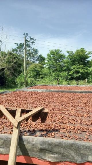 Foto The cocoa of the  Araucano Tame  variety refers