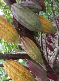 the cocoa of  Araucano Tame  variety refers