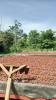 Foto The cocoa of the  Araucano Tame  variety refers