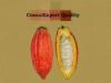 Foto Cocoa bean Export Quality • Cundinamarca