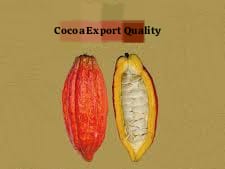 Cocoa bean Export Quality • Cundinamarca