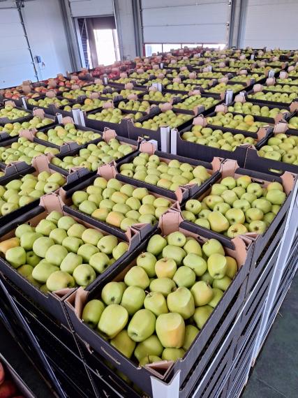 Foto Golden Delicious