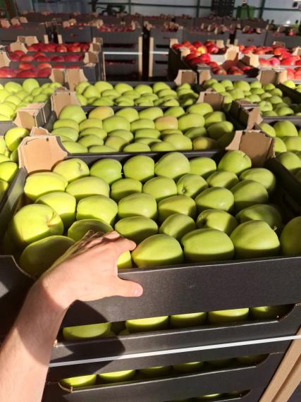 Foto Golden Delicious